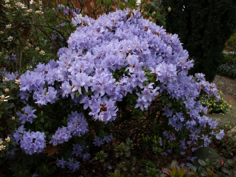 Różanecznik gęsty (Rhododendron impeditum)